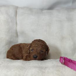 Maya OFA and CHIC parents - Red  female Poodle puppy in Westfield, North Carolina from Legacy Pets
