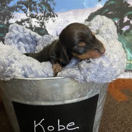 Dachshunds from Lively Dachshunds
