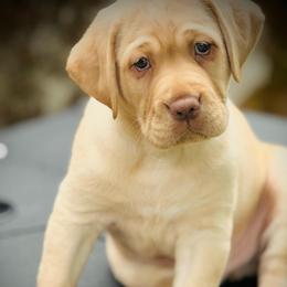 Sprout-Red Collar - Yellow male Labrador Retriever puppy in Penn Valley, California from Pleasant Valley Creekside Ranch, LLC