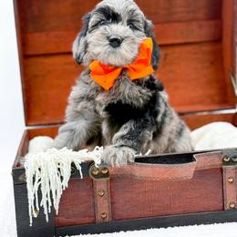 Buster - Merle male Goldendoodle puppy in North Carolina from NC Doodle Puppies