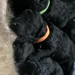 Sandy - Silver female Poodle puppy in Shoreline, Washington from Fluffy Poodles