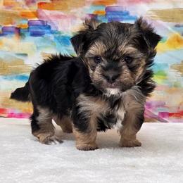 Pongo - Black & tan tri-color male Morkie puppy in Monticello, Iowa from Ashley’s Puppies