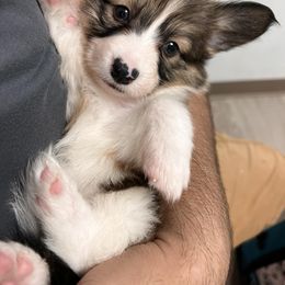 "Ollie (Ashe X Qirin)" Pembroke Welsh Corgi Puppies from Ohana Corgis Inc