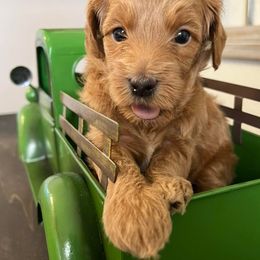 Bernedoodles and Goldendoodles from Growing Up Doodles