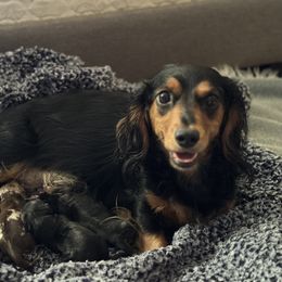 Dachshund Puppies from Steamboat Sausage Squad