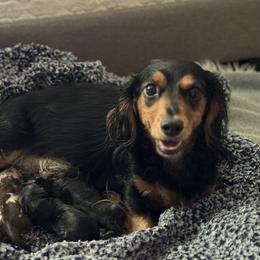 Dachshund Puppies from Steamboat Sausage Squad