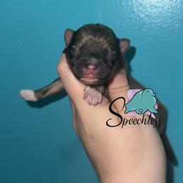 Tito - Orange sable male Pomeranian puppy in Perry County, Ohio from Speechless Pom’s