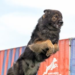 German Shepherds from Blutmond German Shepherds
