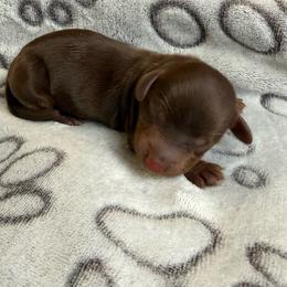 Female 1 - Dapple female Dachshund puppy in El Campo, Texas from Creamer Creek Kennel