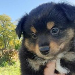 Miniature Australian Shepherds and Toy Australian Shepherds from Garretts Green Acres