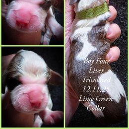 Boy 4 - Liver white and tan male English Springer Spaniel puppy in Silverdale, Washington from TimberVale Springers