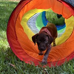 German Shorthaired Pointer Puppies from Tipsy Rabbit GSP TopDog Kennel