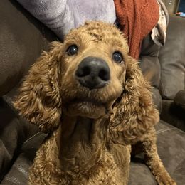 Ginny - Poodle