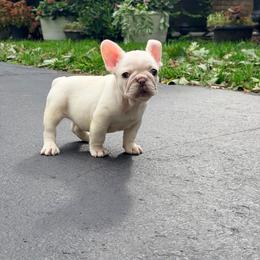 Anfisa - Tricolors female French Bulldog puppy in Millstone Township, New Jersey from Couture_frenchies_and_pomeranian