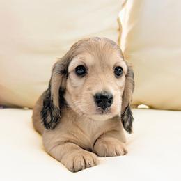 Rosie 3750 - Cream female Dachshund puppy in Sylvania, Alabama from Yancey’s Doxies