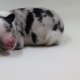 Australian Shepherd Puppies from Happy Aussie Kennels