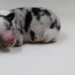 Australian Shepherd Puppies from Happy Aussie Kennels