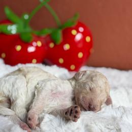 Buoy - White male Poodle puppy in Midwest City, Oklahoma from Strawberry Hill Puppy Patch