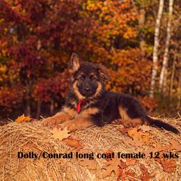 Gorgeous long coat female german shepherd (Red collar f Dolly and Conrad litter) - Black and red female German Shepherd puppy in Chrisney, Indiana from Indiana German Shepherds