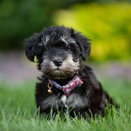 Miniature Schnauzer Puppies from Star Schnauzers
