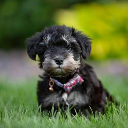 Miniature Schnauzer Puppies from Star Schnauzers