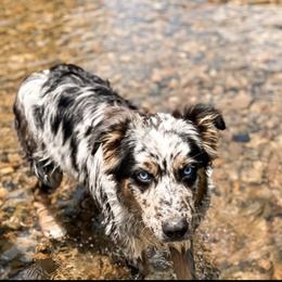 Oakley - Australian Shepherd