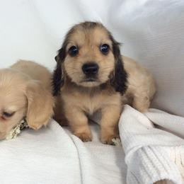 Curley (shaded cream) - Cream male Dachshund puppy in Sebring, Florida from Mini Weenies