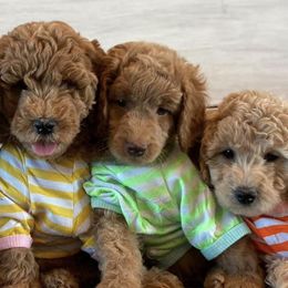 Goldendoodles from My Girls with Curls-Mini Doodles of TN