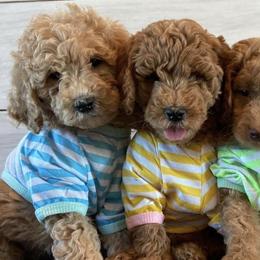 Goldendoodles from My Girls with Curls-Mini Doodles of TN