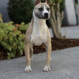 Fiji - Blue fawn female American Pit Bull Terrier puppy in Nine Mile Falls, Washington from Bartin Kennels