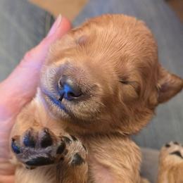 Willie - Apricot male Goldendoodle puppy in Neillsville, Wisconsin from Granton Creek