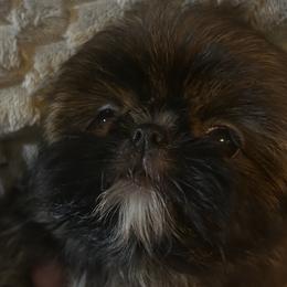 Boy 2 - Red male Shih Tzu puppy in Dallas, Texas from A Sassy Soul Shih-Tzu