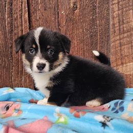 Norm - Black and tan male Pembroke Welsh Corgi puppy in Castle Rock, Washington from Heckman Corgis
