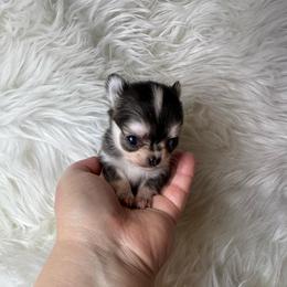 Domino girl - Black and tan female Chihuahua puppy in Fargo, North Dakota from Wild Prairie Chihuahuas