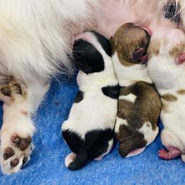 Chihuahua Puppies from Stardom Chihuahuas