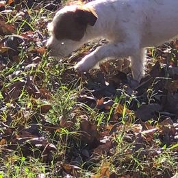 Shih Tzu puppies from Magnolia Farm's LLC