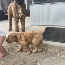 Bernedoodle Puppies from Over the Moon Poodles and Doodles