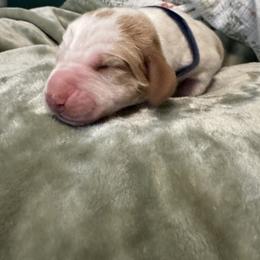 Mongo - Red and white male Basset Hound puppy in Bellaire, Ohio from Blessed Bassets