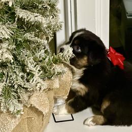 Christmas Holly Blue Eyes - Black tri female Miniature Australian Shepherd puppy in Charlestown, Indiana from Forever Aussies and A Doodle
