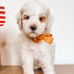 Thatcher - Parti male Goldendoodle puppy in Hilton, New York from The House of Goldendoodle