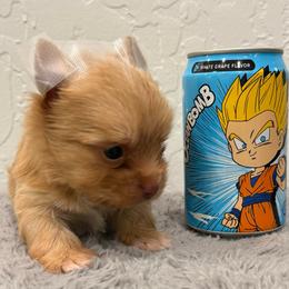 Cuddles - Gold male Yorkshire Terrier puppy in Los Angeles, California from 818 Yorkies