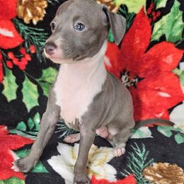 Discovery - Blue female Italian Greyhound puppy in Cadwell, Georgia from All The DoDa Day Italian Greyhounds