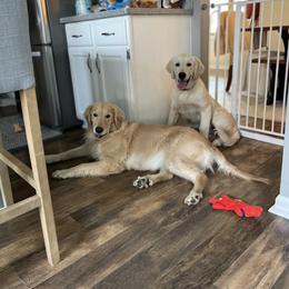 Golden Retriever Puppies from Crescent View Goldens