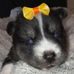 Artemis - Sable and white female Siberian Husky puppy in Richland, Mississippi from Feazell’s Siberian Huskies