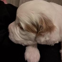 Millie - female Assorted Doodle Crosses puppy in Northumberland, Pennsylvania from Light and Life Doodles