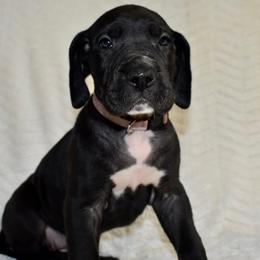 Penelope - Black and white female Great Dane puppy in Chapmansboro, Tennessee from Balthrop Bend Farms