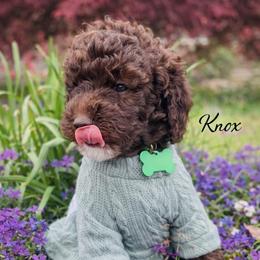 Deacon - Brown male Whoodle puppy in Knoxville, Tennessee from Fleury Farm Doodles TN