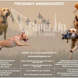 Labrador Retriever puppies from Guns Up Dog Training
