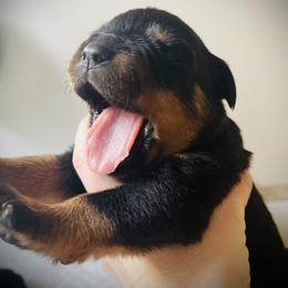 Rottweiler Puppies from Vom Arnold-Hause Rottweilers