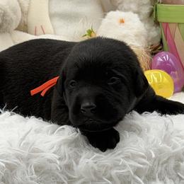 Orange - Black male Labrador Retriever puppy in Heath Springs, South Carolina from Rich Hill Retrievers